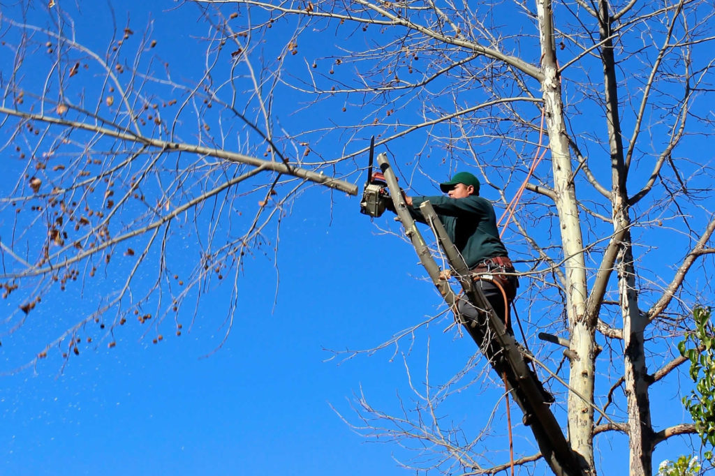 Tree trimming & pruning - Rogers, AR