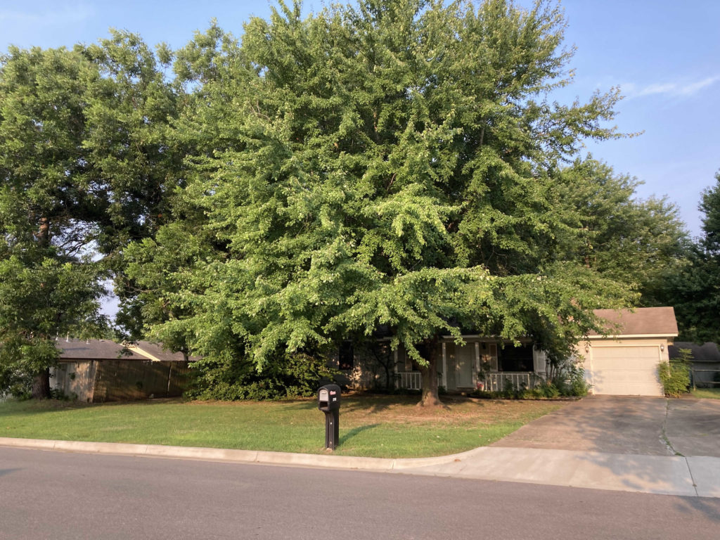 Pruning - Rogers, AR | Before 2
