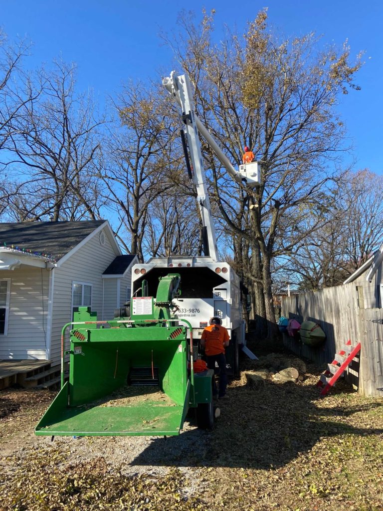 Bentonville, AR tree removal