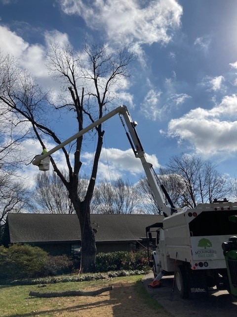 Mockingbird tree removal service