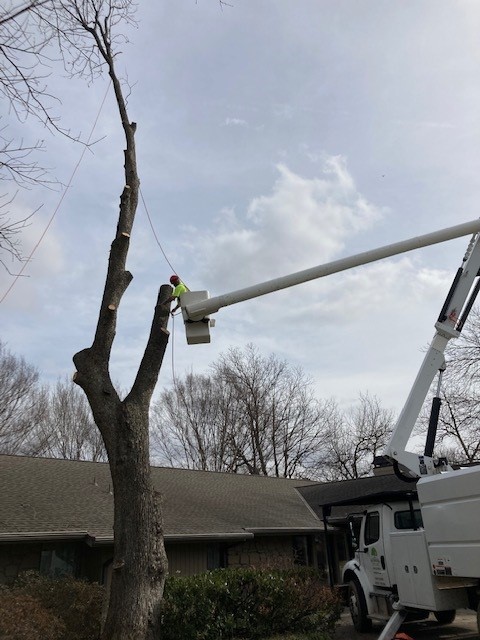 Residential tree removal service