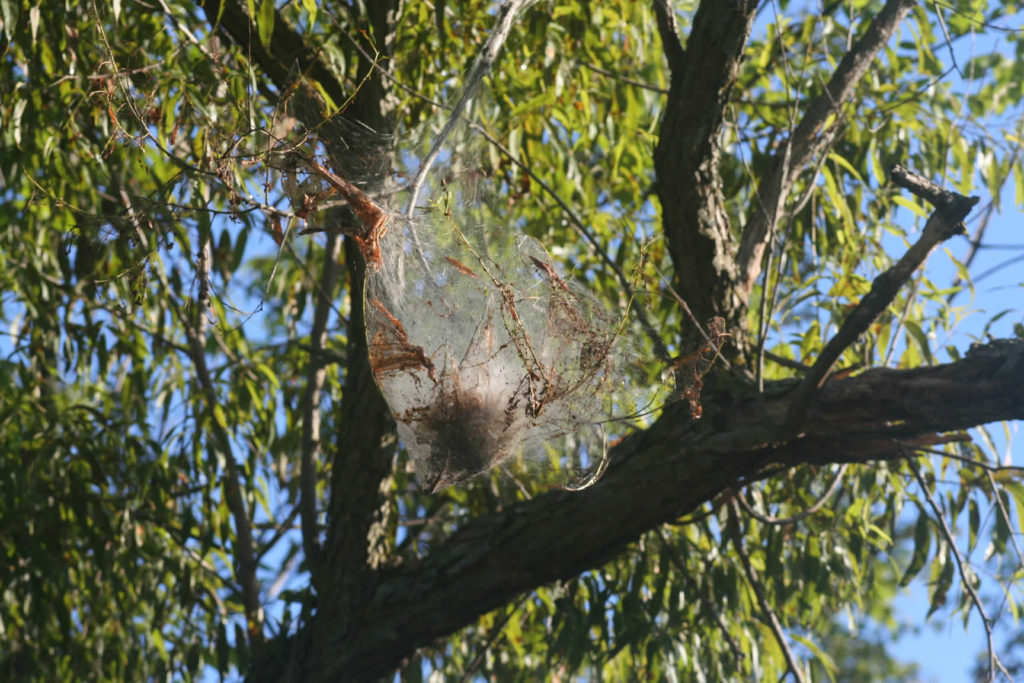 Fall Webworms - Nest, Rogers, AR