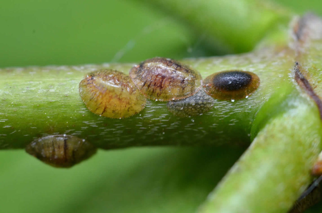 Scale insects - Removal and tree care