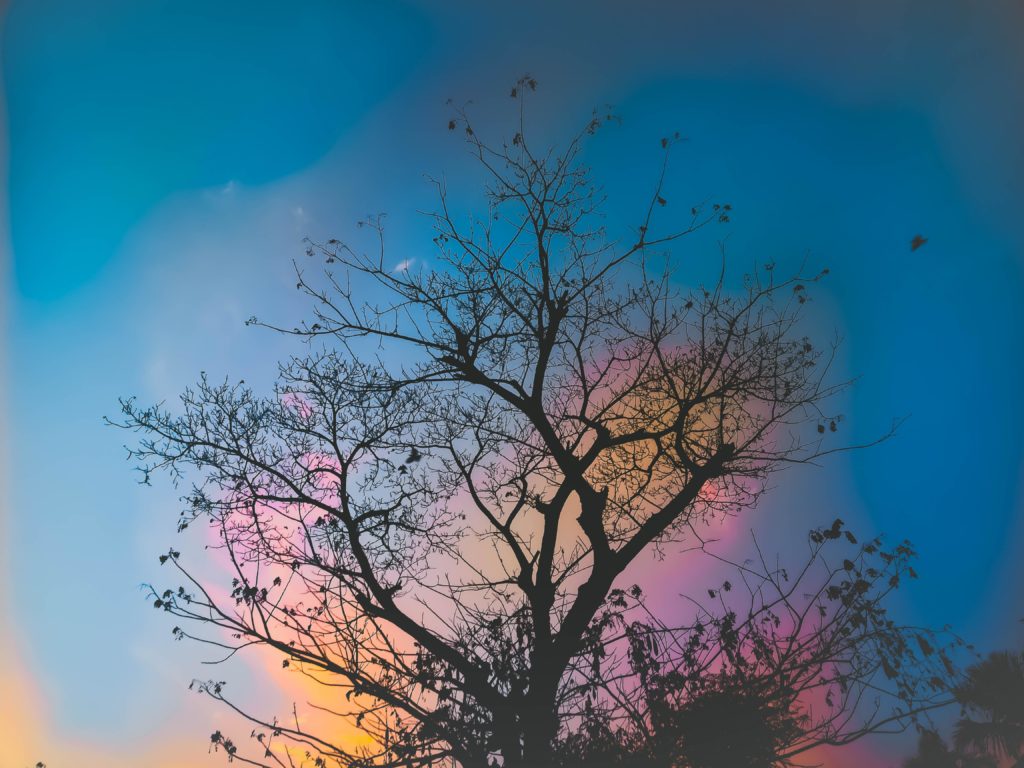 How can I tell if my tree is healthy? - Unhealthy tree at sunset.